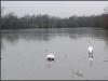 'I'm sure there was a lake around here somewhere!'